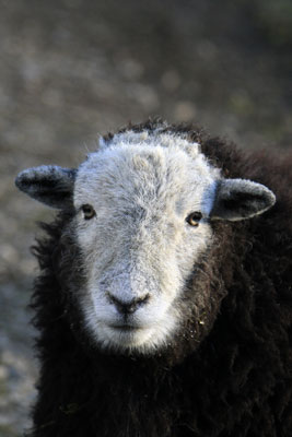 Herdwick photography by Betty Fold Gallery